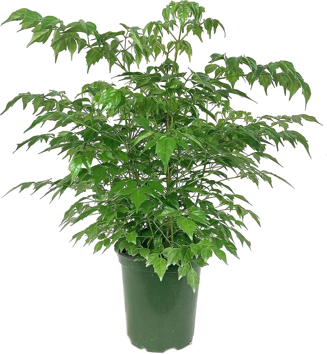 China Doll Plant Live Plant in a 6 Inch Pot Radermachera Sinica