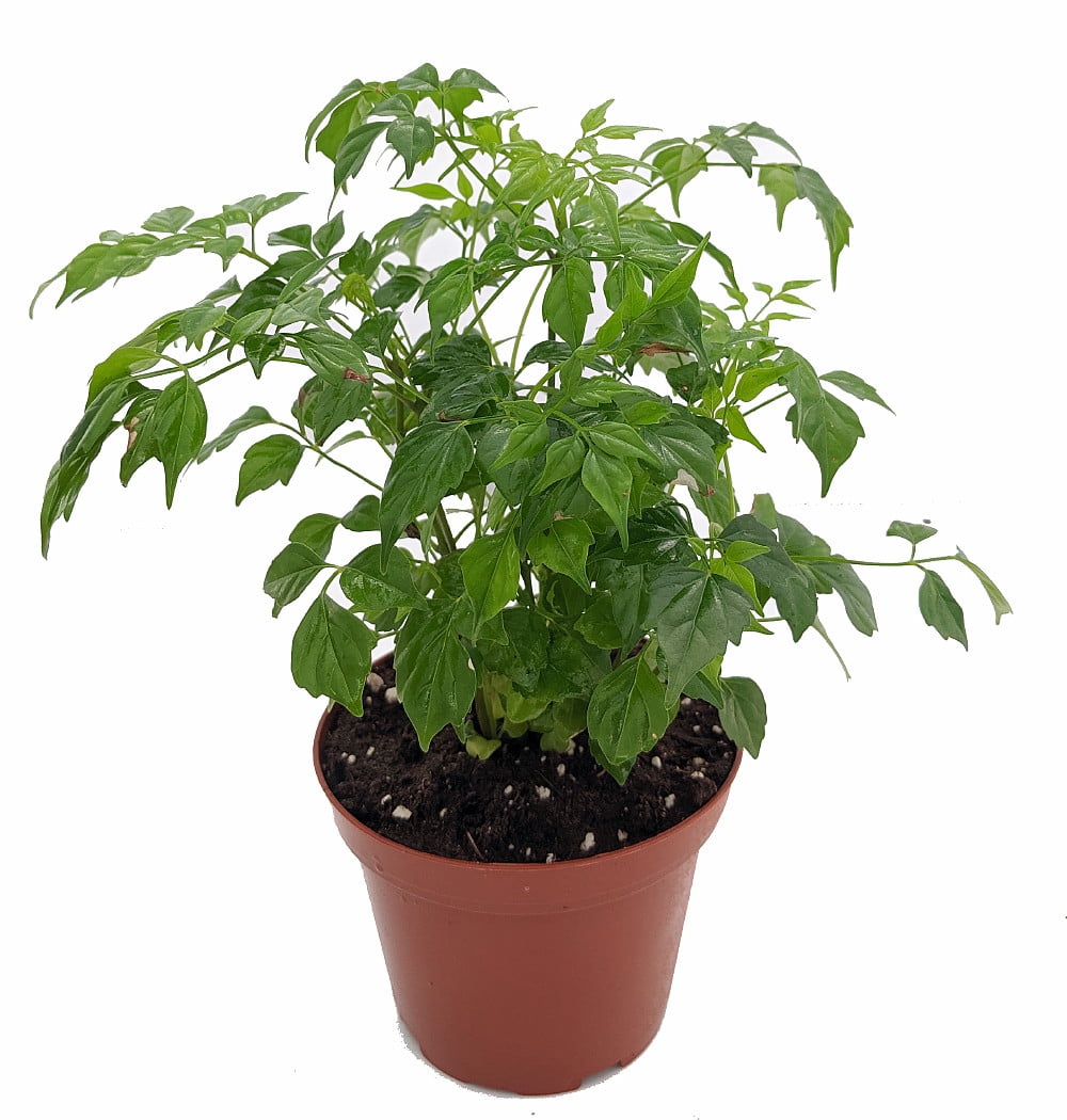China Doll Plant - Radermachera sinica - Easy House Plant - 3.5" Pot