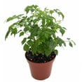 thumbnail image 1 of China Doll Plant - Radermachera sinica - Easy House Plant - 3.5" Pot, 1 of 4