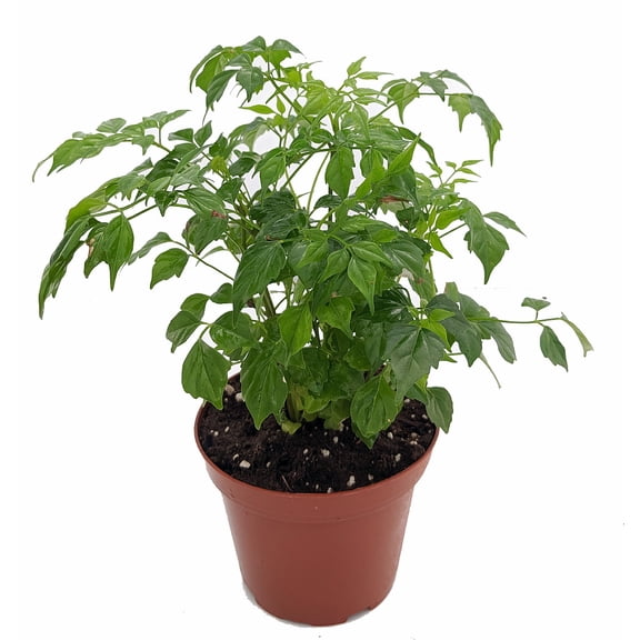 China Doll Plant - Radermachera sinica - Easy House Plant - 3.5" Pot