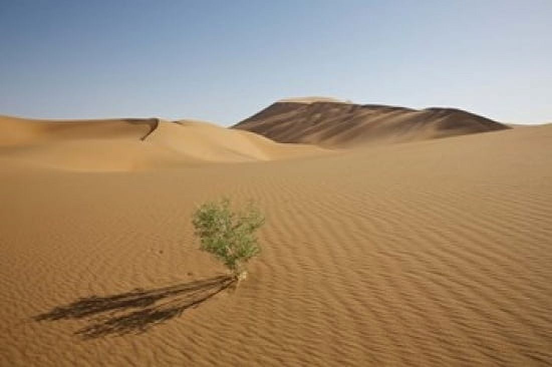 China Gansu Province Lone plant casts shadow on Badain Jaran Desert Canvas Art - Jaynes Gallery DanitaDelimont (17 x 11)