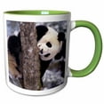 thumbnail image 1 of 3drose, China, Giant Panda Bear, Wolong Nature Reserve-as07 Ccr0829 - Charles Crust, 15oz Two-tone Green Mug, 1 of 6
