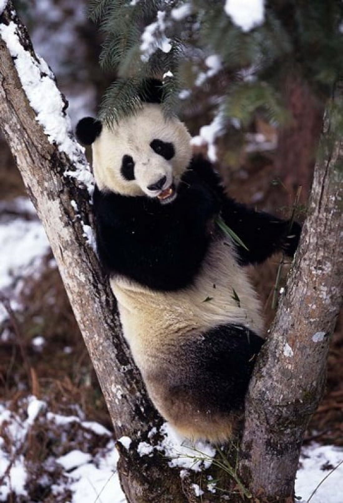 China Giant Panda Bear Wolong Nature Reserve Canvas Art - Charles Crust DanitaDelimont (24 x 35)
