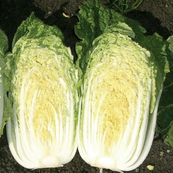 China Gold Chinese Cabbage Seeds – 1 Oz (~840 Seeds), Non-GMO, F1 Hybrid, Brassica rapa var. pekinensis