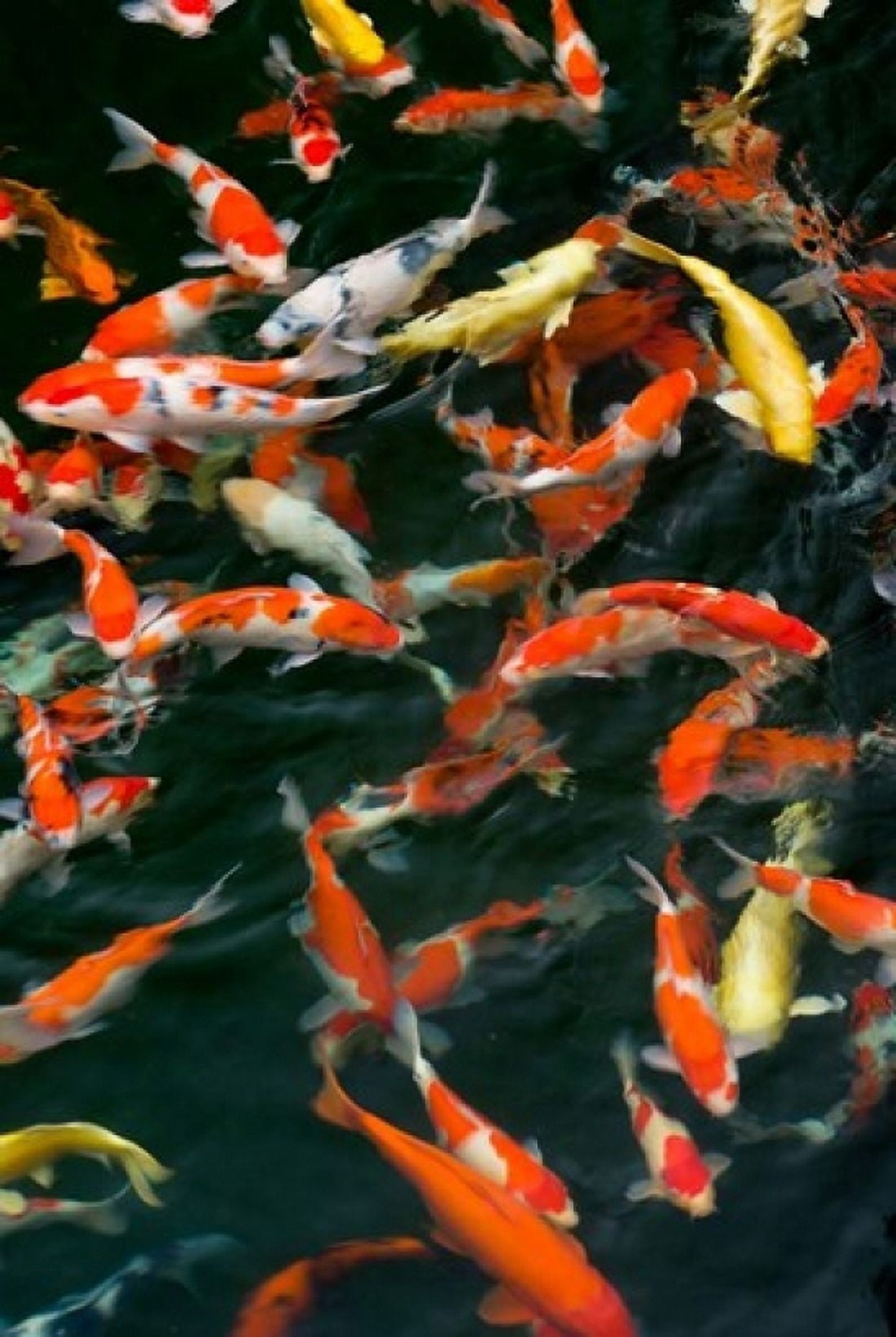 China Hong Kong Kowloon Koi carp in Nan Lian Garden Canvas Art - Charles Crust DanitaDelimont (11 x 17)
