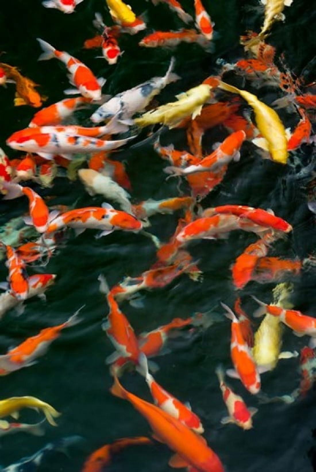 China Hong Kong Kowloon Koi carp in Nan Lian Garden Canvas Art - Charles Crust DanitaDelimont (23 x 35)