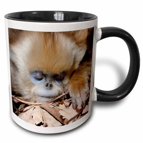 3drose, China, Qinling Mountains, Golden Monkey Sleeping - As07 Aga0032 - Alice Garland, 11oz Two-tone Black Mug