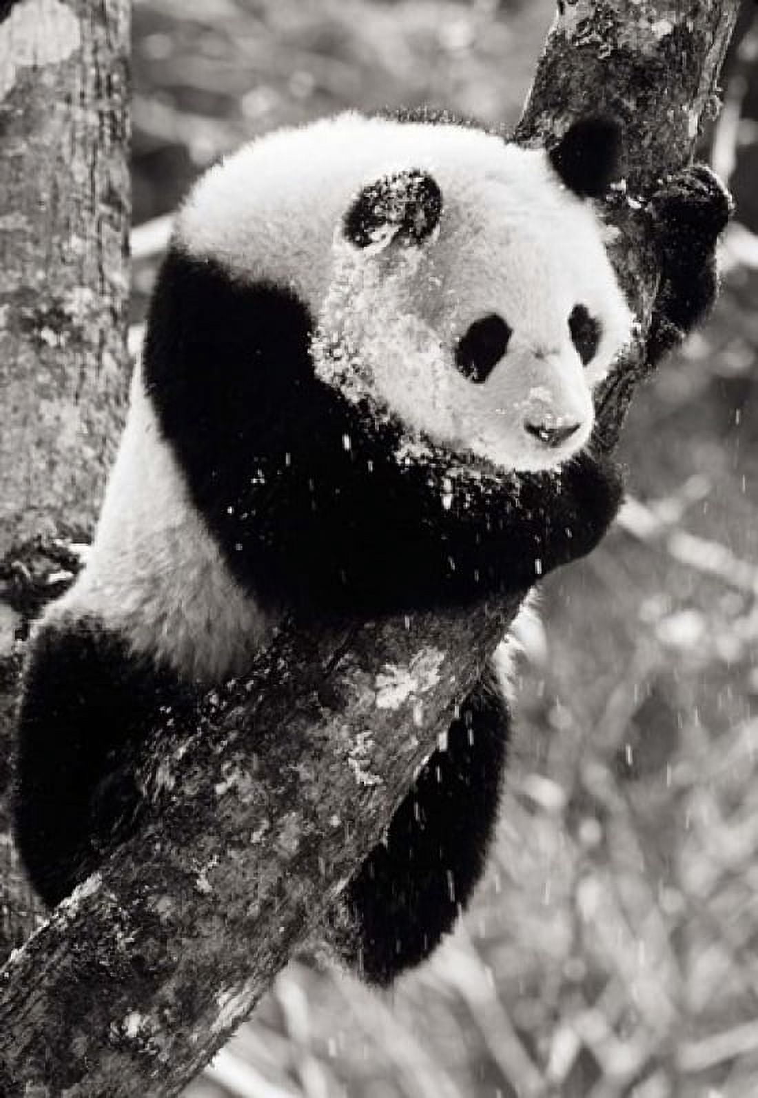 China Sichuan Giant Panda Bear Wolong Reserve Canvas Art - Charles Crust DanitaDelimont (12 x 17)