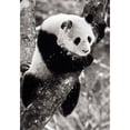 thumbnail image 1 of China  Sichuan  Giant Panda Bear  Wolong Reserve Poster Print by Charles Crust (12 x 17), 1 of 1