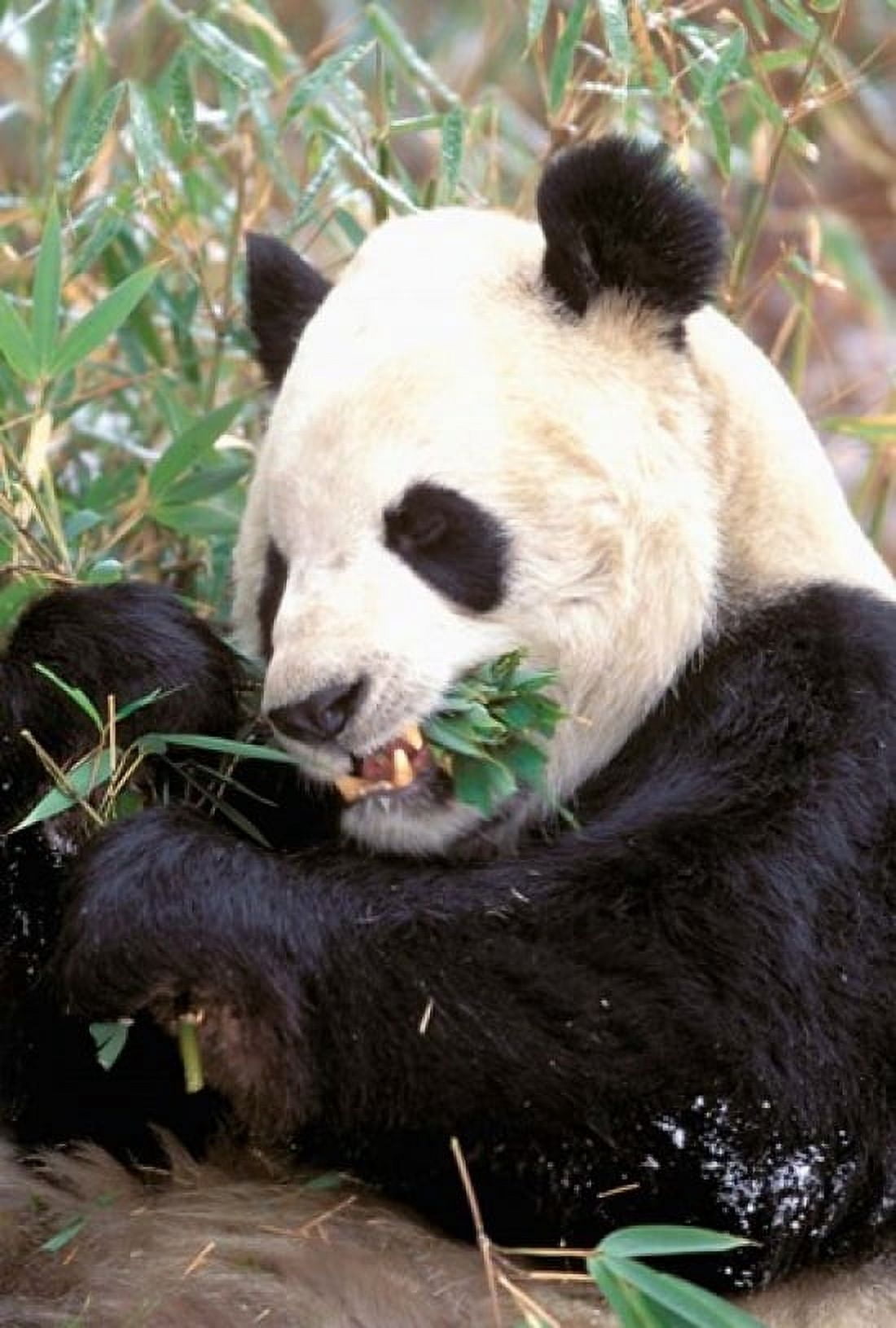 China Wolong Nature Reserve Giant panda bear Canvas Art - Charles Crust DanitaDelimont (12 x 17)