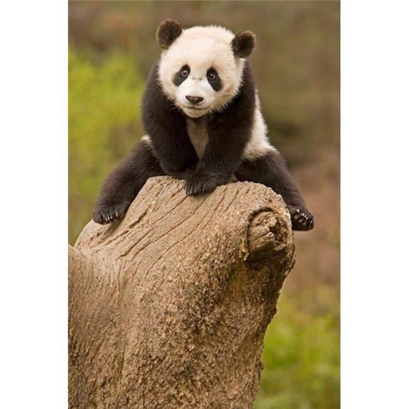 China Wolong Panda Reserve Baby Panda Bear On Stump Poster Print by Alice Garland, 11 x 17