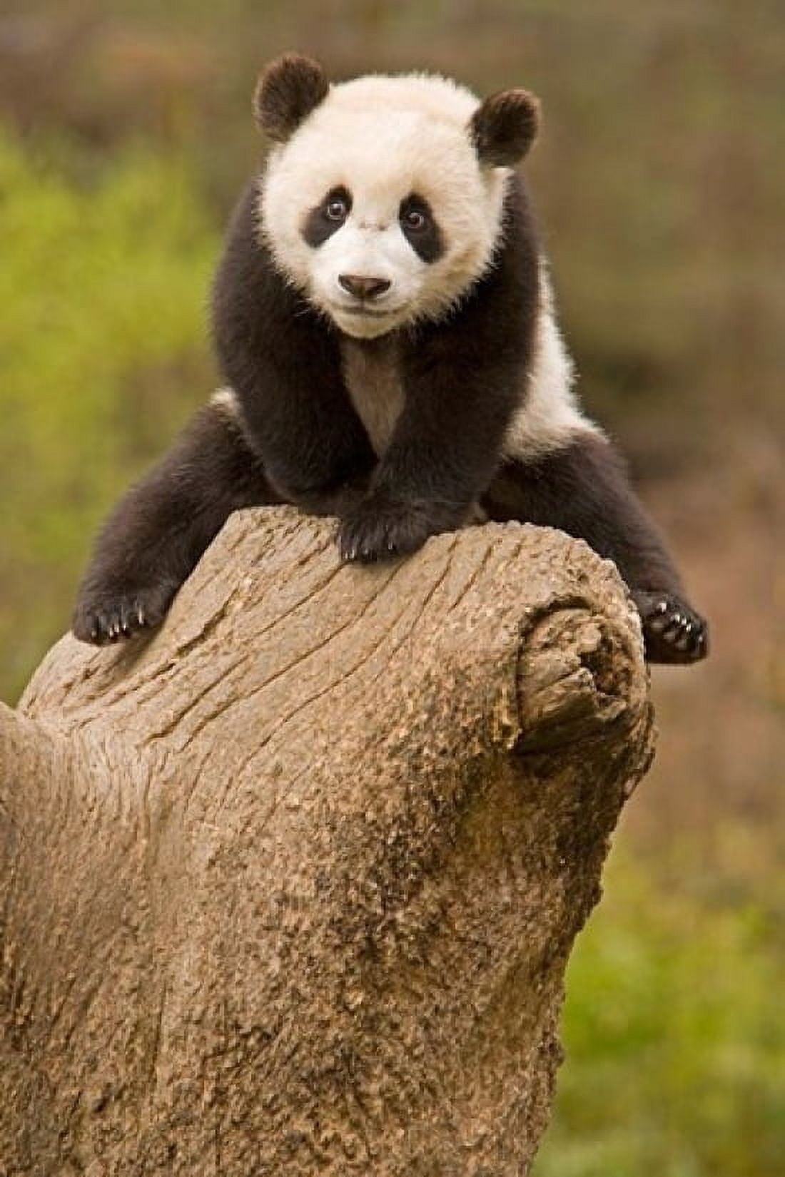 China Wolong Panda Reserve Baby Panda bear on stump Canvas Art - Alice Garland DanitaDelimont (11 x 17)