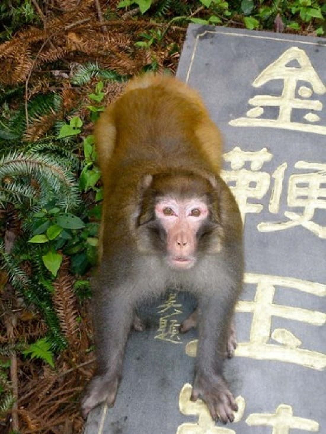 China Zhangjiajie National Forest Rhesus Macaque Canvas Art - Charles Crust DanitaDelimont (16 x 20)