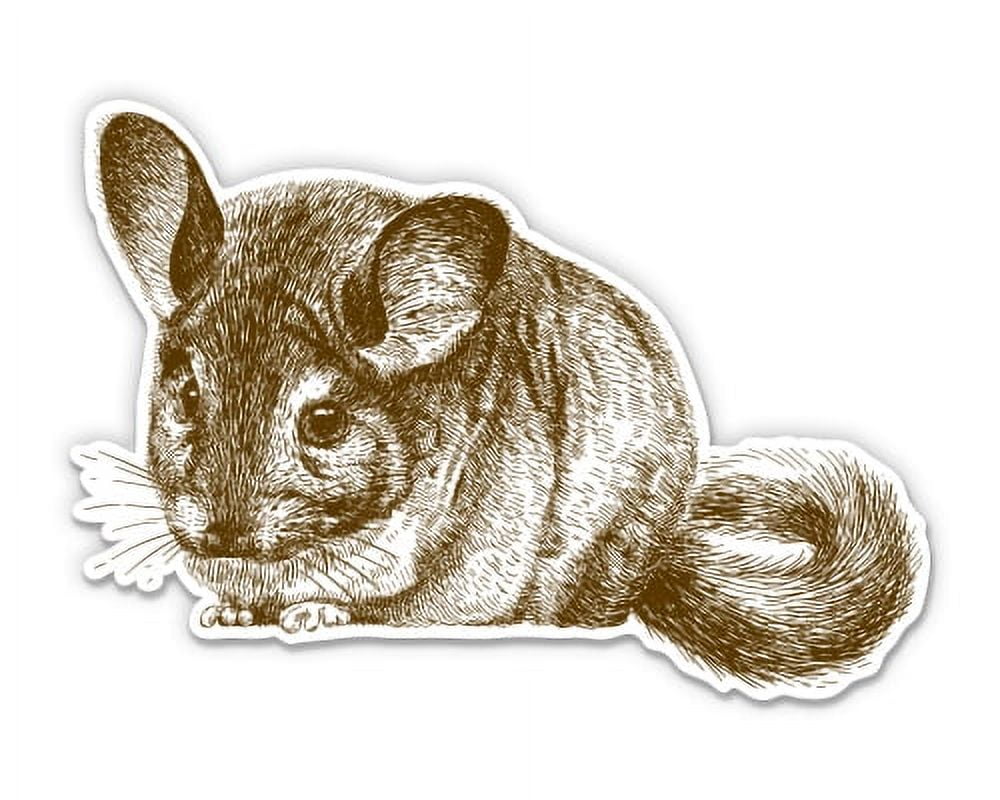 Chinchilla - 3