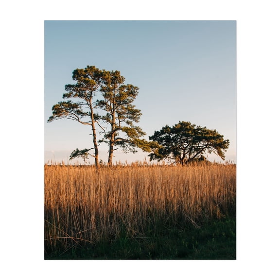 Chincoteague Marsh 01 - Chincoteague Virginia Photography Unframed Wall Art Print 16 x 20 inches