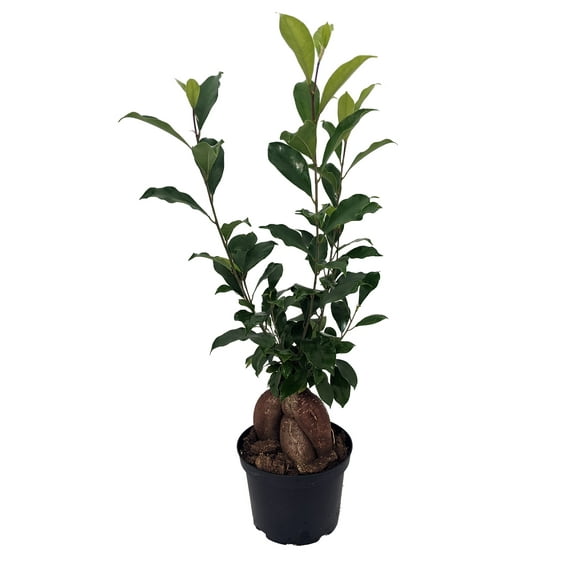 Chinese Banyan Tree - Green Island Weeping Fig Tree - Ficus - 6" Pot