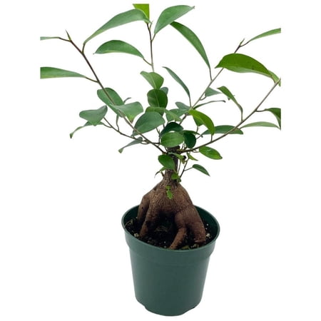 Chinese Banyan in 4 inch Pot, Ficus microcarpa, Malayan Banyan, Indian Laurel, Curtain fig, Gajumaru