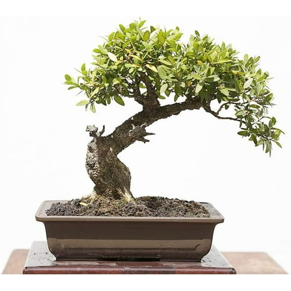 CZ Grain 50 Chinese Boxwood Bonsai Tree Plant Seeds