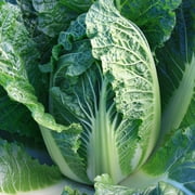Chinese Cabbage Seeds - China Express - Hybrid - 500 Mg Packet 15 Seeds - Non-GMO, F1 Hybrid - Asian Garden Vegetable