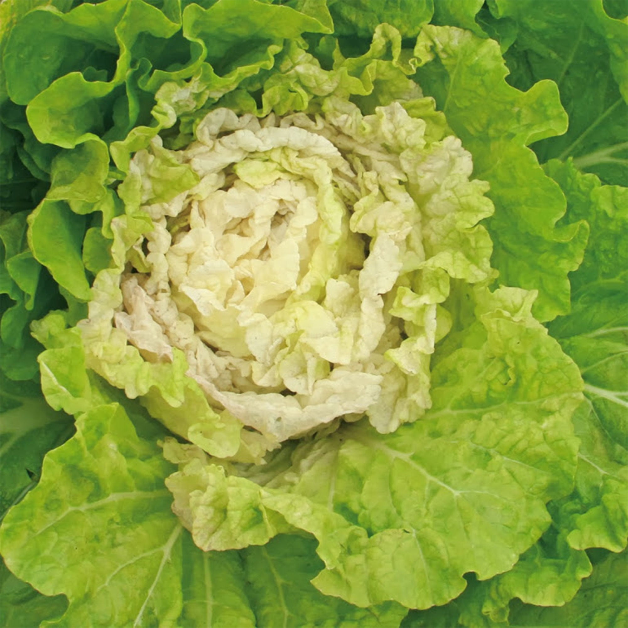 Chinese Cabbage Seeds - Kogane - 1 Lb ~128000 Seeds - Non-GMO, Heirloom - Asian Garden Vegetable & Microgreens