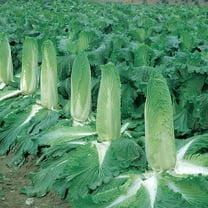 Chinese Cabbage Seeds - Monument - Hybrid - 500 Mg Packet ~160 Seeds - Non-GMO, F1 Hybrid - Asian Garden Vegetable
