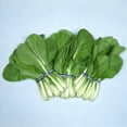 thumbnail image 1 of Chinese Cabbage Seeds - Osaka Shirona - 4 g Packet ~1640 Seeds - Non-GMO, Heirloom - Asian Garden Vegetable & Microgreens, 1 of 7