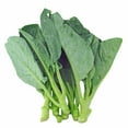 thumbnail image 1 of Chinese Cabbage Seeds - Wan Shen - 1 Oz ~7550 Seeds - Non-GMO, Heirloom - Asian Garden Vegetable & Microgreens, 1 of 1