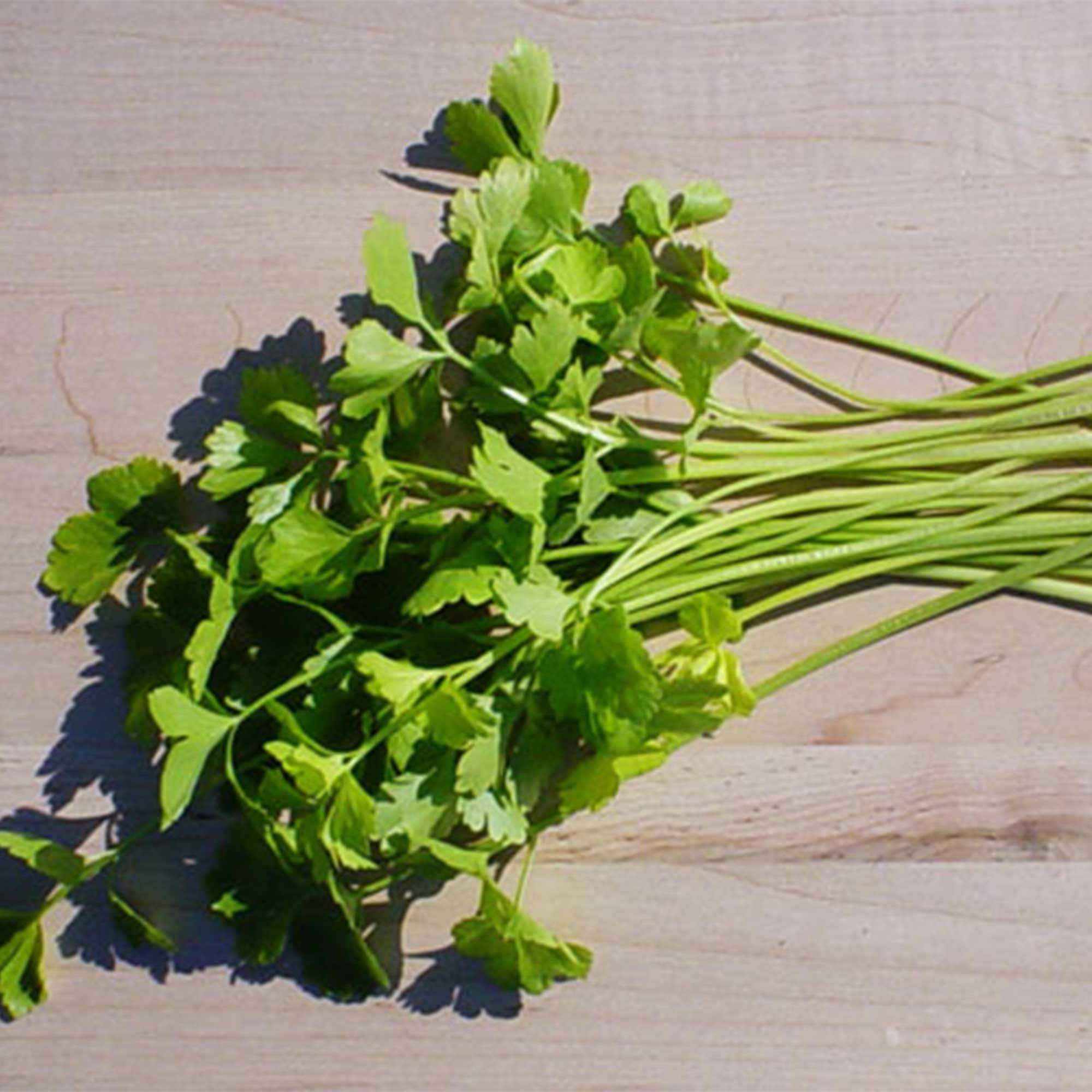 Chinese Celery Seeds - Light Green - 1 Lb ~1200000 Seeds - Non-GMO, Heirloom - Asian Garden Vegetable & Microgreens