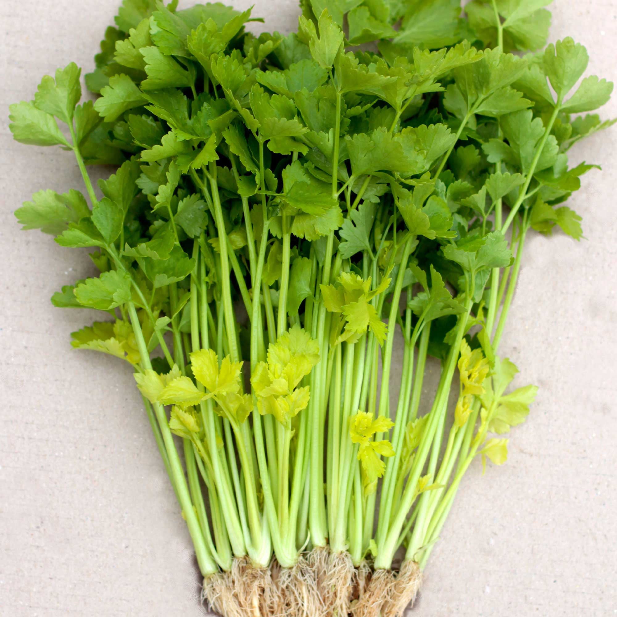 Chinese Celery Seeds - Yellow Stem - 1 Lb ~1200000 Seeds - Non-GMO, Heirloom - Asian Garden Vegetable & Microgreens