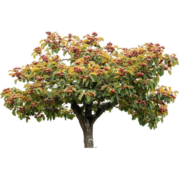 Chinese Chestnut Live Tree Seedlings for Growing | 1 Yr IOld Seedlings | Chinese Chestnut Trees (5 Seedlings)