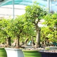 Chinese Elm Bonsai Tree 610" Live Tree