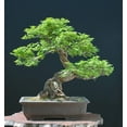 Chinese Elm Bonsai Tree OIF8 Seeds 30 Seeds Prized Bonsai Specimen