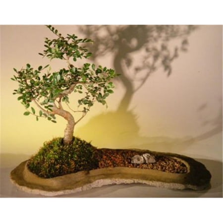 Chinese Elm Bonsai Tree On Rock Slab - Ulmus Parvifolia