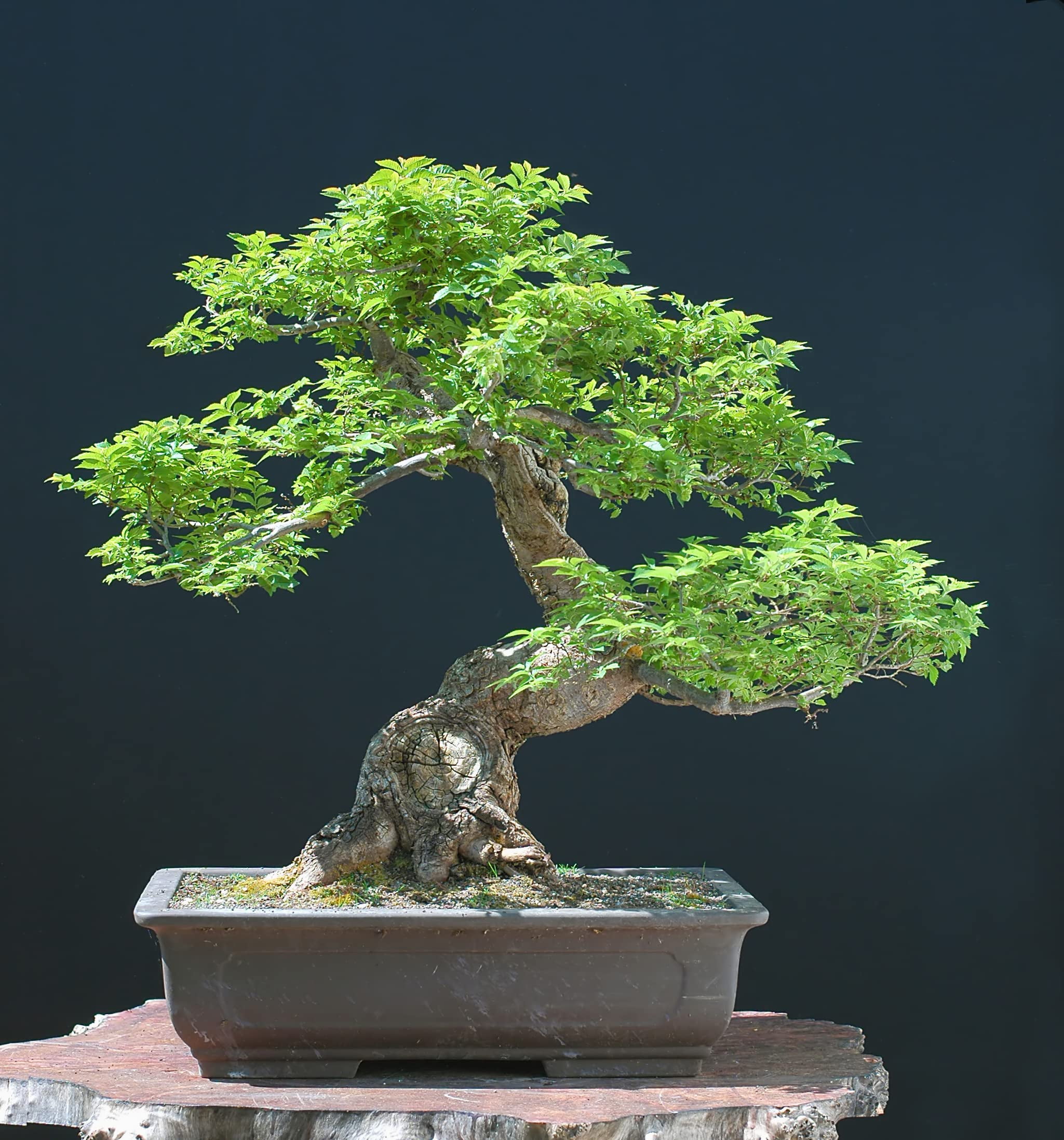 Chinese Elm Bonsai Tree Seeds - 30 Seeds - Prized Bonsai Specimen -  Walmart.com