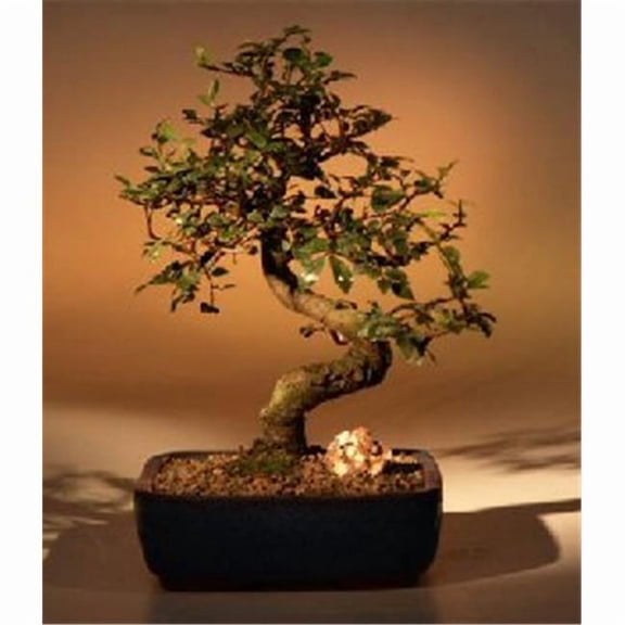 Chinese Elm Bonsai Tree - Ulmus Parvifolia - Medium - Curved Trunk Style