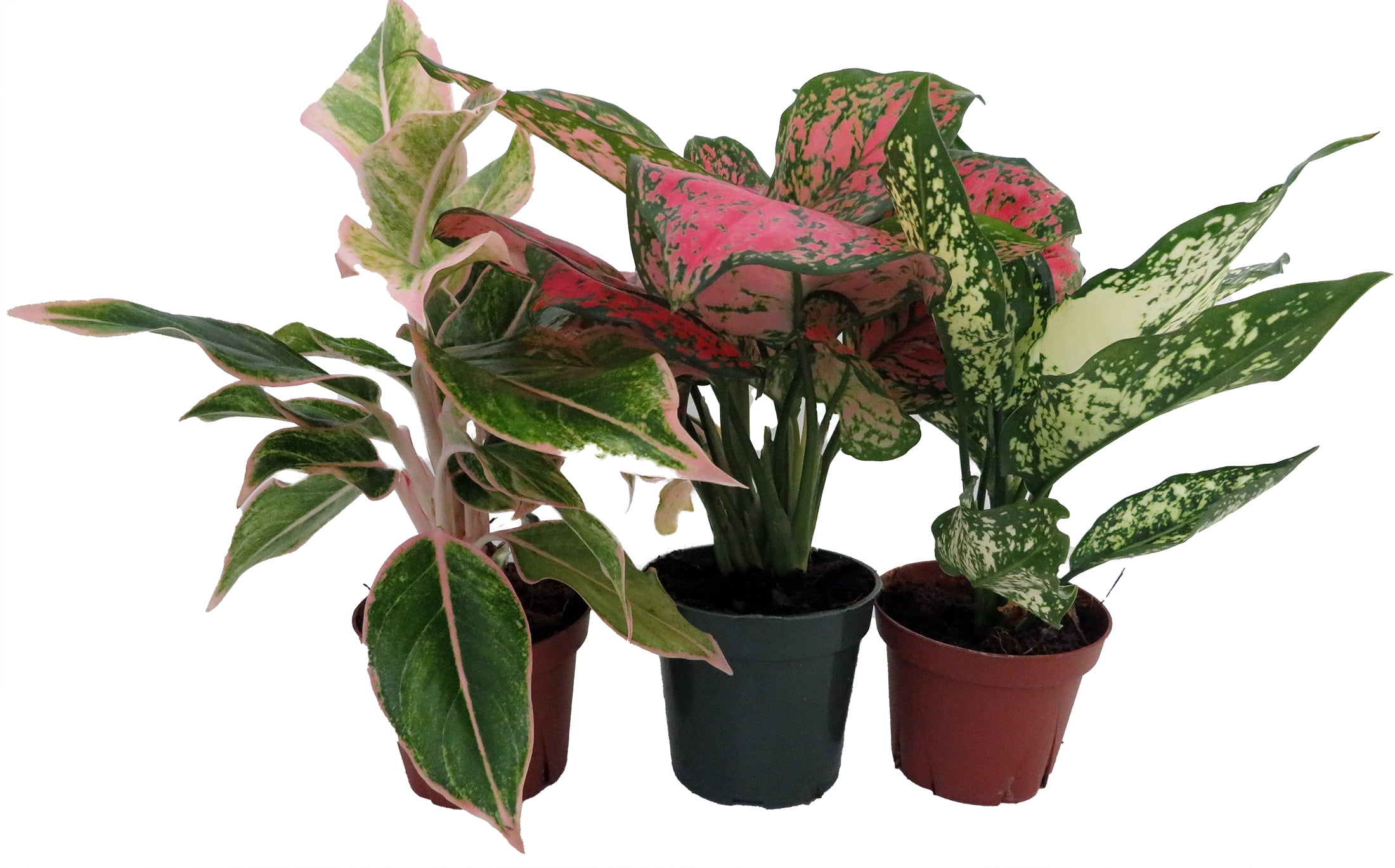 Chinese Evergreen Assortment 3 plants in 4" Pots