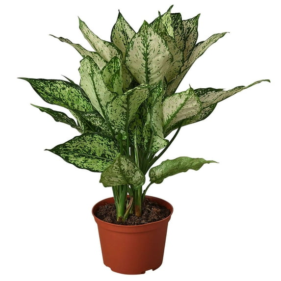 Chinese Evergreen First Diamond Live Plant for Indoor | Different Houseplants in 4'' & 6'' Pot | Real House Plant for Living Room, Office & Desk | Siam Snow White | Aglaonema