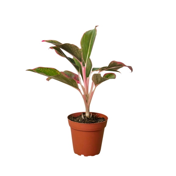 Chinese Evergreen 'Red Siam', 4" Pot, Indoor Houseplant, Easy Care, Live Plant for Indoor & Outdoor