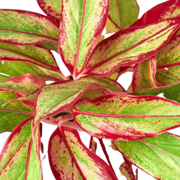 Chinese Evergreen 'Red Siam', 6" Pot, Indoor Houseplant, Easy Care, Live Plant for Indoor & Outdoor