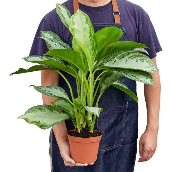 Chinese Evergreen 'Silver Bay', 6" Pot, Indoor Houseplant, Easy Care, Live Plant for Indoor & Outdoor
