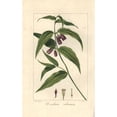 thumbnail image 1 of Chinese Fairy Bells Disporum Cantoniense Native To China Poster Print By ?? Florilegius Mary Evans, 1 of 3