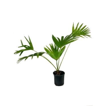 Chinese Fan Palm - Live Plant in a 4 Inch Growers Pot - Livistona Chinensis - Rare Ornamental Palms of Florida