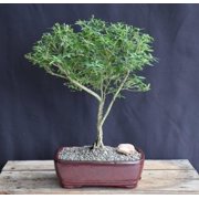 Chinese Flowering White Serissa Bonsai Tree with Humidity Tray