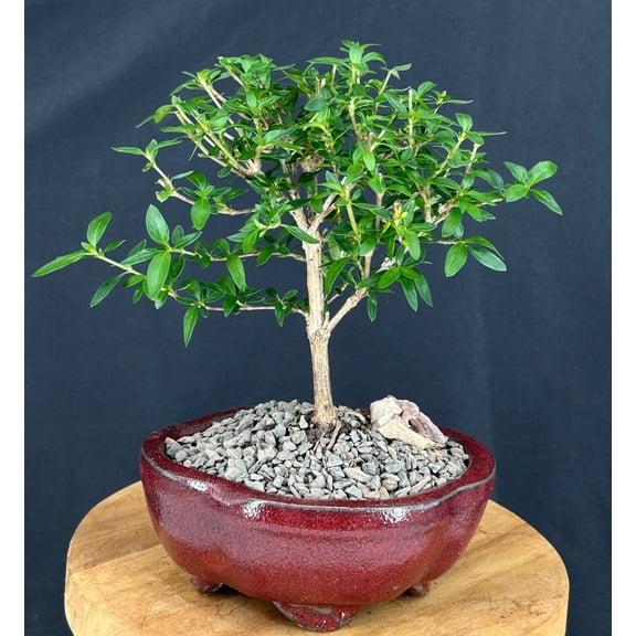 Chinese Flowering White Serissa Bonsai Tree with Humidity Tray