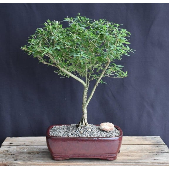Chinese Flowering White Serissa Bonsai Tree