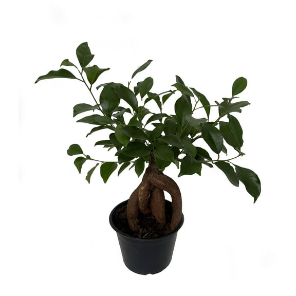 Chinese Ginseng Ficus Bonsai Tree - 6" Pot - House Plant or Bonsai