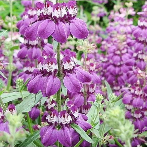 Chinese Houses Flower Seeds for Planting - Excellent Heirloom for Decoration and Pollinator Friendly (500 Seeds)