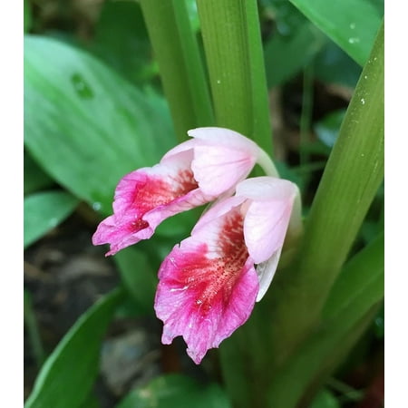 Chinese Keys Ginger - 3 Live Starter Plants - Boesenbergia Rotunda - Grow Your Own Vegetables and Fruit in The Garden or Patio