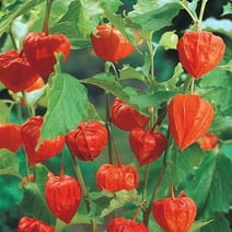 Chinese Lantern Bulbs for Planting - Stunning Lantern Shaped Seed Pods - Bulbs Not Seeds - Perennial Flower for Garden or Container (1 Bulb)