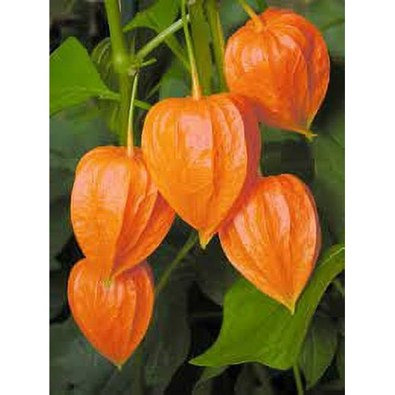 Chinese Lantern Seeds - Physalis Franchetii - 30 Seeds